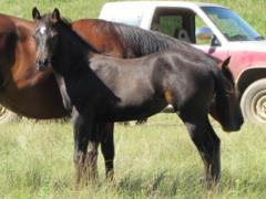 Paddys Gin Polara JW<BR>AQHA 5736565